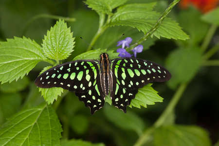 Tailed-Jay Butterfly, graphium agamemnon, Adult standing on Leaf