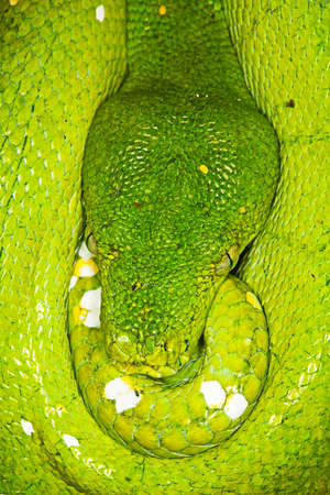 Green Tree Python, morelia viridis, Close up of Head