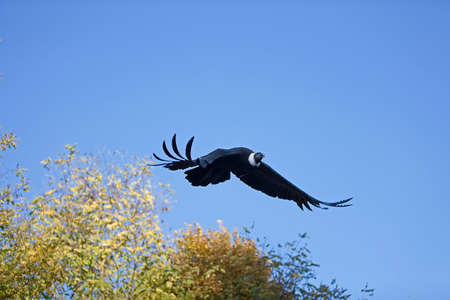 ANDEAN CONDOR vultur gryphus, FEMALE FLYING