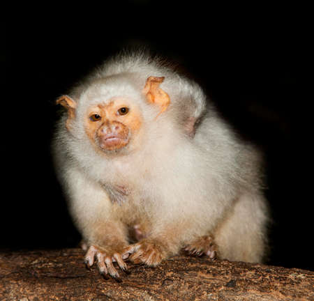 SILVERY MARMOSET FEMALE mico argentatus CARRYING A BABY ON ITS BACK