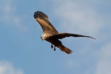 Black Kite, milvus migrans, Adult in Flight against Blue Sky