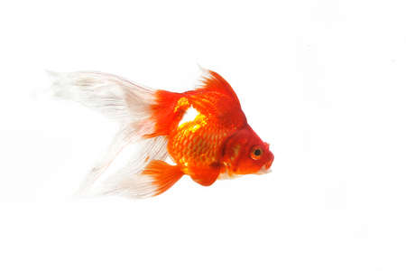 Ryukin Goldfish, carassius auratus, Adult Against White Backgroundの写真素材