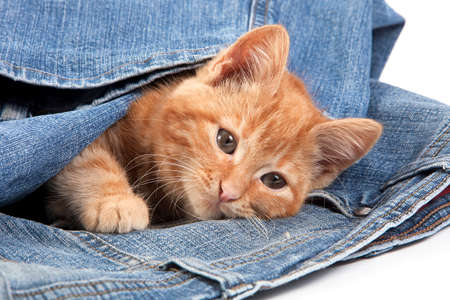 Red Tabby Domestic Cat, Kitten playing in Jeansの写真素材