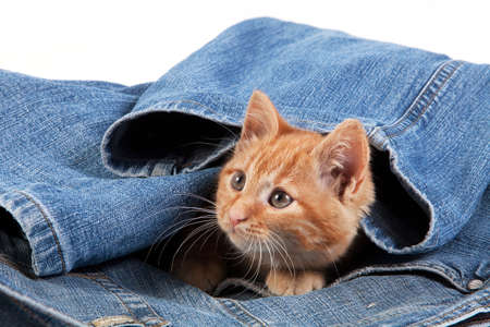 Red Tabby Domestic Cat, Kitten playing in Jeansの写真素材