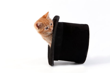 Red Tabby Domestic Cat, Kitten playing in Hat against White Backgroundの写真素材