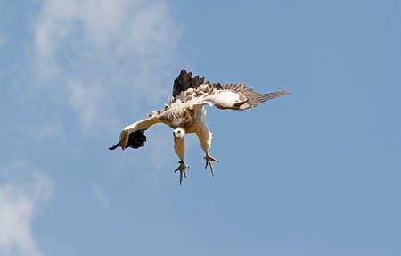 Himalayan Griffon Vulture, gyps himalayensis, Adult in Flight