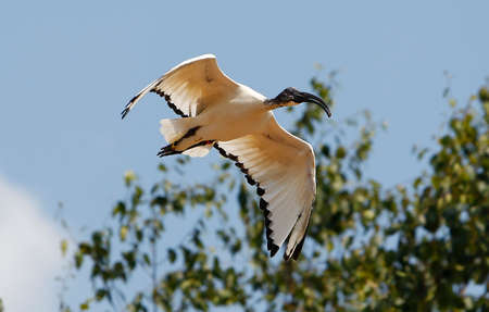 Sacred Ibis, threskiornis aethiopica, Adult in Flight, Kenyaの写真素材
