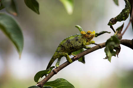Jackson's Chameleon or Three-horned Chameleon, chamaeleo jacksonii, Adult standing on Branch, Kenyaの写真素材