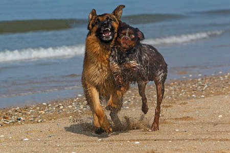 German Shepherd, Male playing with Brittany Spaniel, beach in Normandy