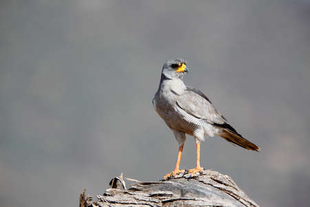 Pale Chanting Goshawk, melierax canorus, Adult standing on Branch, Masai Mara Park in Kenyaの写真素材
