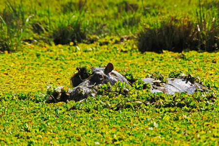 Hippopotamus, hippopotamus amphibius, Adult standing in Swamp full of Water Lettuce, Masai Mara Park...