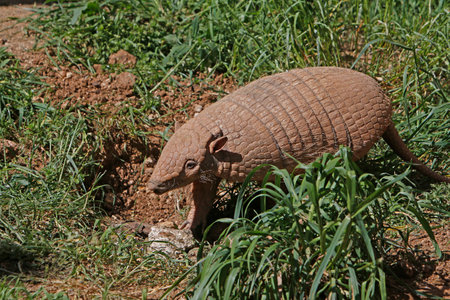 Yellow or Six-banded Armadillo, euphractus sexcinctus, Adult standing at Den Entranceの写真素材