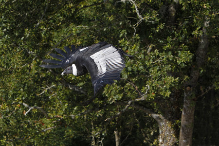 Andean Condor, vultur gryphus, Female in Flight