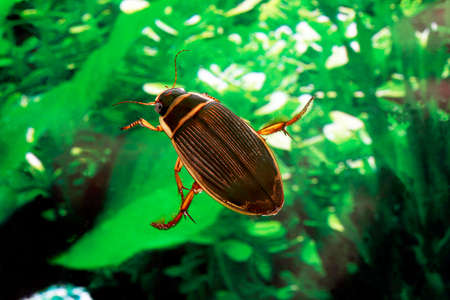 Great Diving Beetle, dytiscus marginalis, Adult standing in Water, Normandyの写真素材
