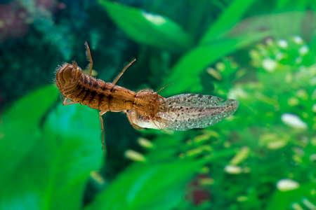 Great Diving Beetle, dytiscus marginalis, Larvae Eating Tadpole of Frog, Normandyの写真素材