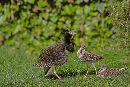Ruff, philomachus pugnax, Male displaying to Female, Pyrenees in the south of Franceの写真素材