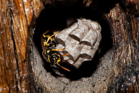 Common Wasp, vespula vulgaris, Adult Standing on Nest, Normandyの写真素材