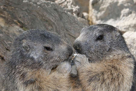Alpine Marmot, marmota marmota, Adults standing on Rocks, Alps in South East of Franceの写真素材
