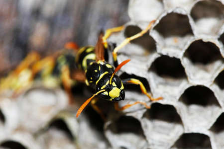 Common Wasp, vespula vulgaris, Adult Standing on Nest, Normandyの写真素材