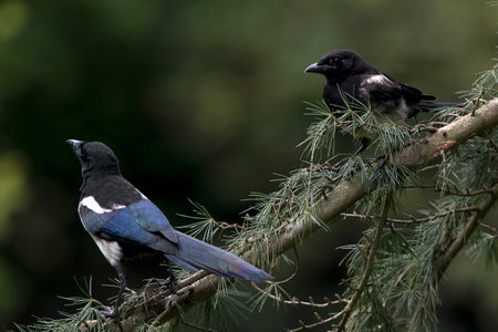 Black Billed Magpie or European Magpie, pica pica, Adults standing on Branch, Normandyの写真素材