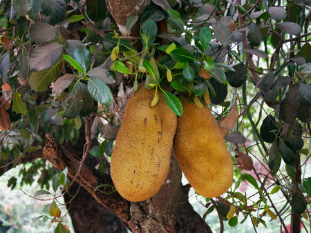 Jackfruit Tree, artocarpus heterophyllus, Cambodia