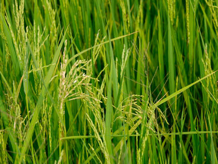 Rice Field, Seam Reap Province in Cambodiaの写真素材