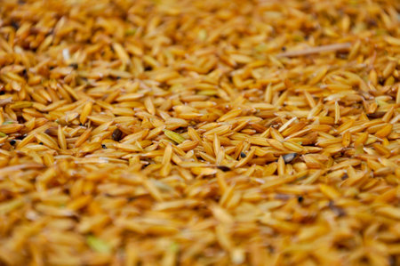 Jasmine rice grain found in North Eastern of Thailandの写真素材