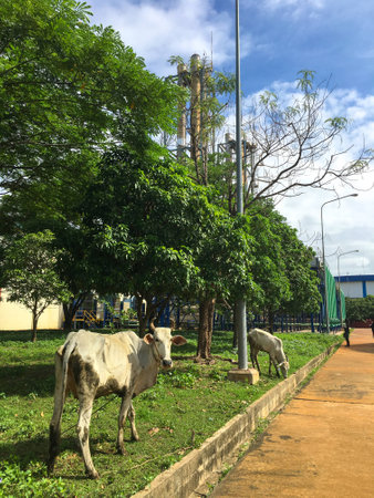 Kandal, Cambodia - June 26, 2016 - Oxen are inside oil power plant in Kandal, Cambodia.のeditorial素材