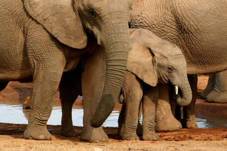 Group of elephants with baby at the watering holeの写真素材