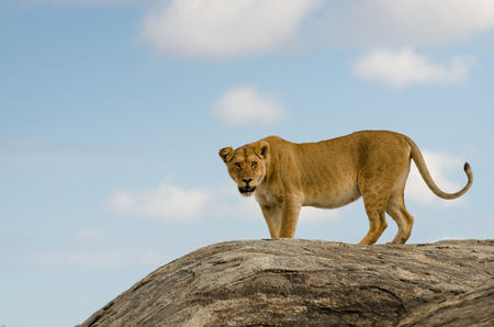 A lion on the rocks in Serengeti National Park の写真素材