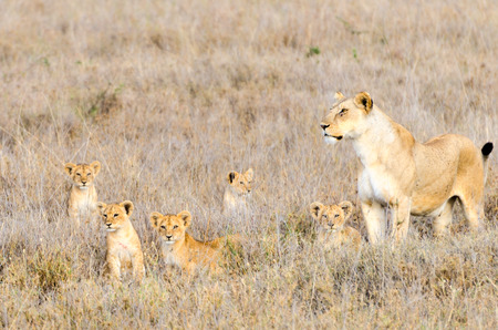 A mother lion with cubs in Serengeti National Park.の写真素材