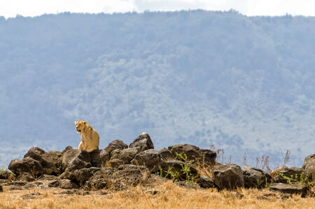 A lioness resting on some rocks in the Ngorongoro Crater.の写真素材
