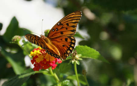 An orange butterfly resting on a flower                   の写真素材