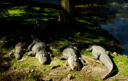 A group of alligators basking in the hot sun at Audubon Zoo in New Orleansの写真素材