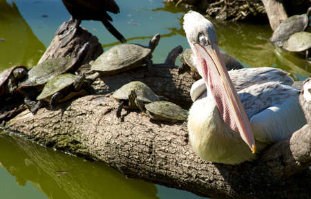 A white pelican perched on a log crawling with many turtles in a pond.の写真素材