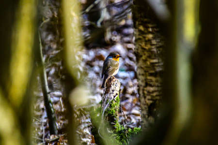 Small bird, Robin sitting on a distant branch in the early morning