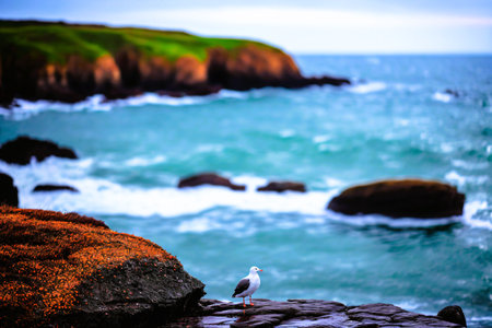 Seagull standing on a rock with the ocean in the backgroundの素材