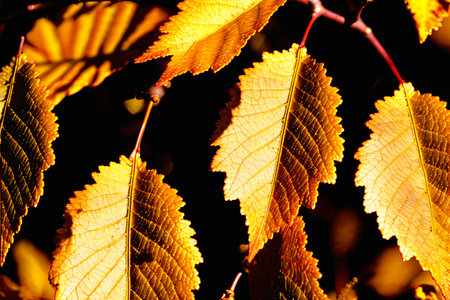 autumn leaves on a dark background, note shallow depth of fieldの素材