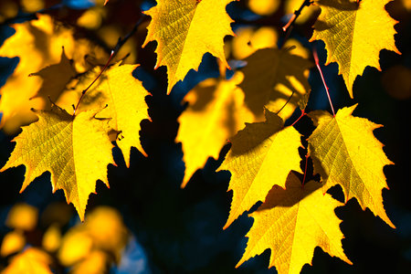 Autumn maple leaves on a sunny day. Selective focus.の素材