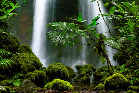 Waterfall in the rainforest of Costa Rica, Central America.の素材