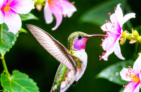 Hummingbird in flight with pink flowers in the background, Costa Ricaの素材
