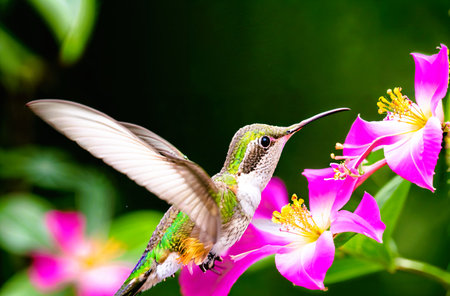 Hummingbird in flight with pink flower in the background, Colombiaの素材