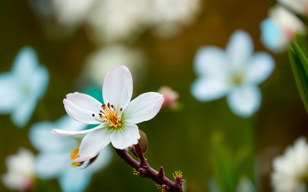 Beautiful spring flowers on a green background. Shallow depth of field.の素材