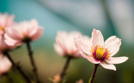 Beautiful pink flower in the garden with soft focus and blurred backgroundの素材