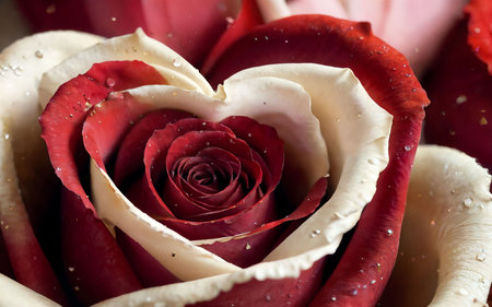 close up of red and white rose with water drops on petalsの素材