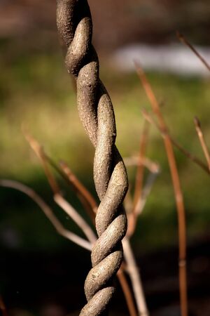 Two young brown trees tangled togetherの写真素材