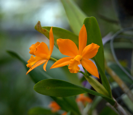 Orange orchid with green backgroundの写真素材