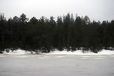 Dark snow forest with frozen lakeの写真素材