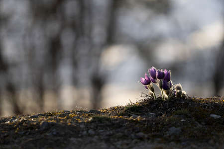 Pasque Flowers in the Springtimeの写真素材