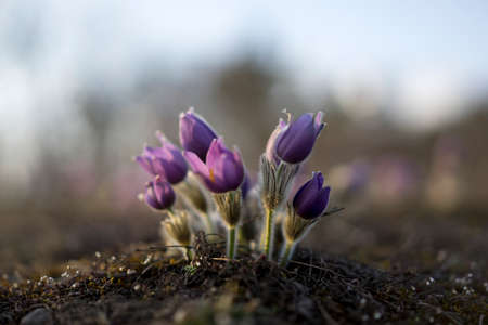 Pasque Flowers in the Springtimeの写真素材